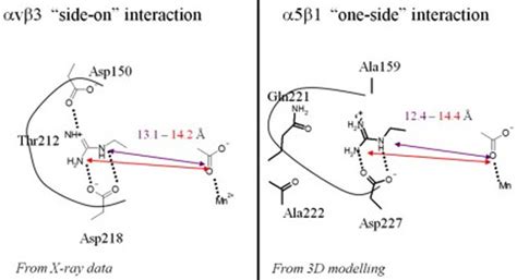 Rgd Interacting With Integrins αvβ3 And α5β3 Reprinted With Permission Download Scientific