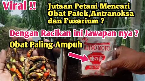 Racikan Ampuh Cara Mengatasi Penyakit Patek Pada Tanaman Cabe Youtube