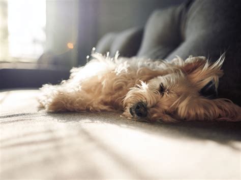 Waarom Gaat Een Hond In De Zon Liggen Ontdek De Redenen