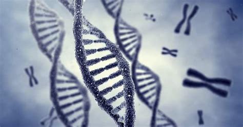 Crisprcas9 Gene Editing Can Be Used To Eliminate Entire Chromosomes A