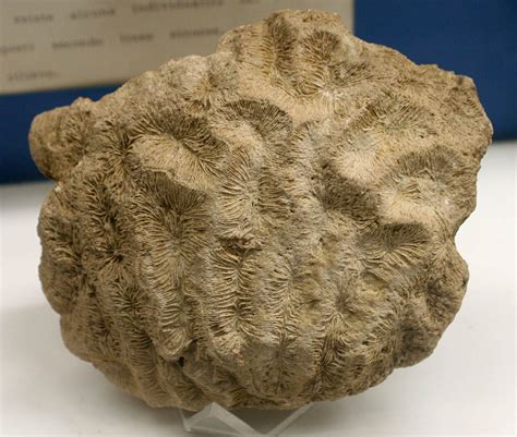 Louisville Fossils and Beyond: Heterogyra Coral Fossil