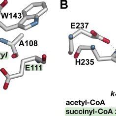 Structural Models Of Acyl Enzyme Intermediates In The Reaction