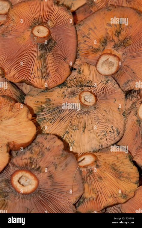 Lactarius Deliciosus Commonly Known As The Saffron Milk Cap And Red