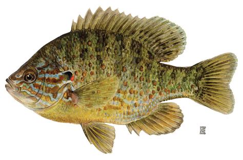 Pumpkinseed - Alchetron, The Free Social Encyclopedia