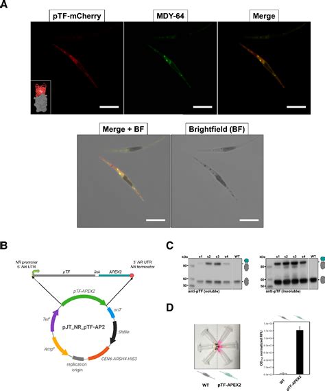 Figure From Proximity Proteomics In A Marine Diatom Reveals A