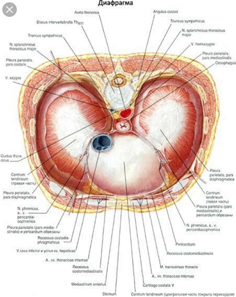 Ultrasound Leadership Academy The Basics Of Pelvic Transabdominal