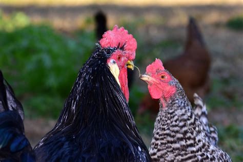 10 Best Chicken Breeds For Laying Eggs Know Your Chickens