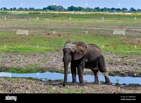 Botswana North West District Chobe National Park Wild African