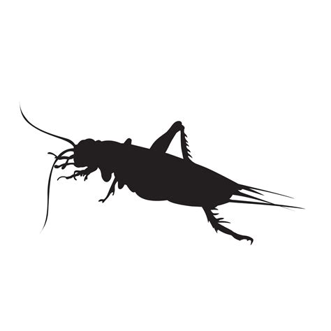 silhouette of a cricket insect or cockroach bug isolated on white ...