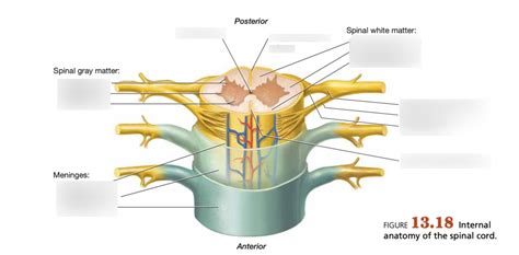 Internal Anatomy Of Spinal Cord Diagram Quizlet