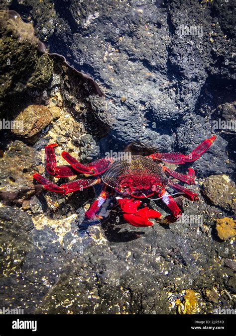 A Vertical Closeup Of A Big Red Crab On Rocks In The Sea Stock Photo