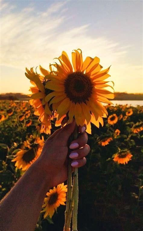 Pin De Sandra Ludovico En Anos En Arte Del Girasol Flores