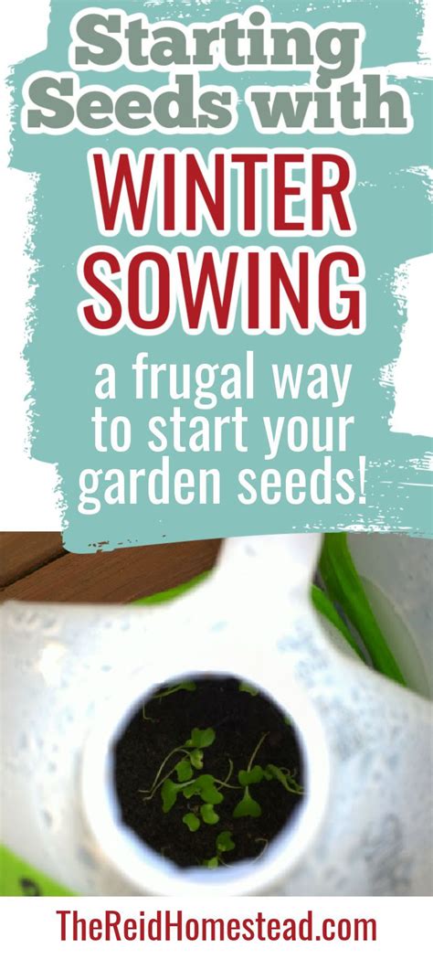 Seed Starting A Guide To Winter Sowing In Milk Jugs Seed