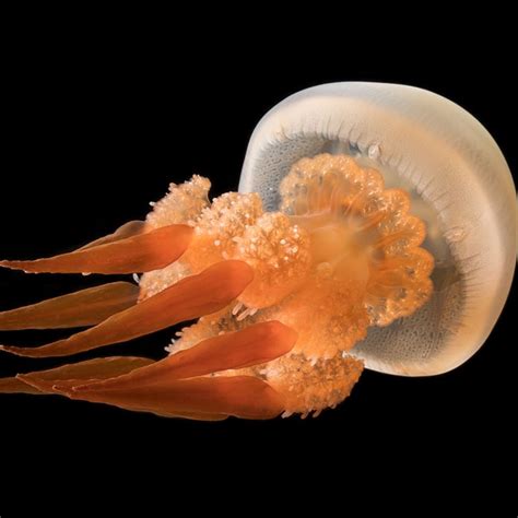 Reportajes y fotografías de Medusas en National Geographic