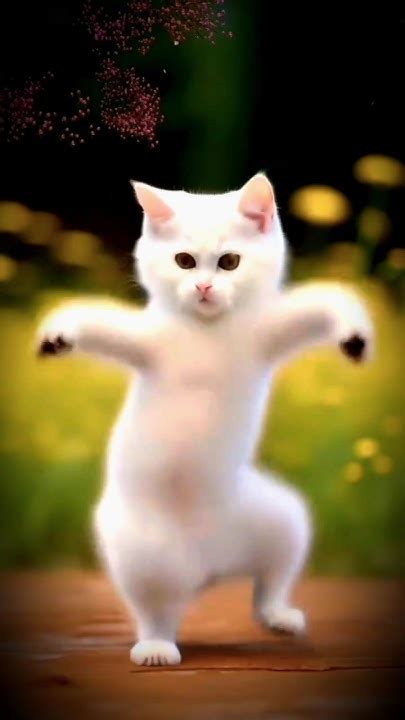 Cute Cat Dance☢ Dance Video On The Gulabi Sadi☠😃😄🤡 Shanerahman Shortsfeed Mativation Youtube