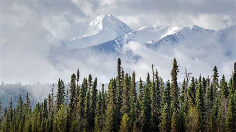 Boreal Trees May Grow Faster Due to Climate Change - Eos