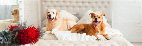 Lodging Pet Friendly Resorts In Brainerd Minnesota Resorts