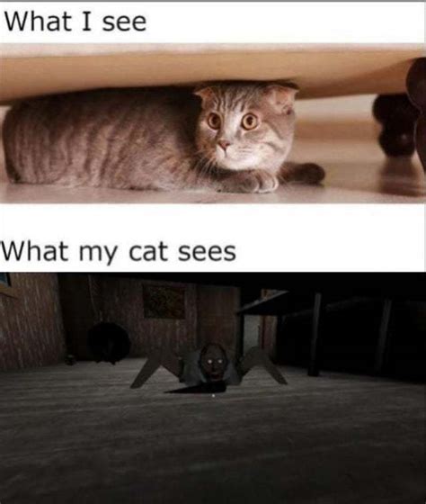 What I see vs what my cat sees - Meme by DangerousPizza :) Memedroid