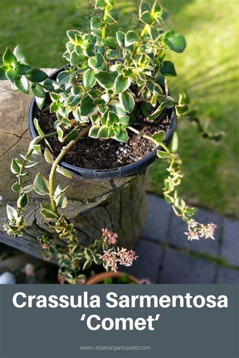 Variegated Trailing Jade Crassula Sarmentosa ‘comet’ The Variegated Trailing Jade Plant Is A