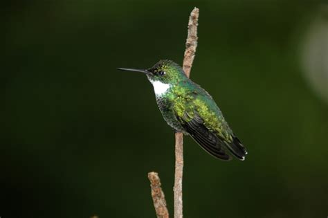 Beija Flor De Papo Branco Fotos Em Fauna G