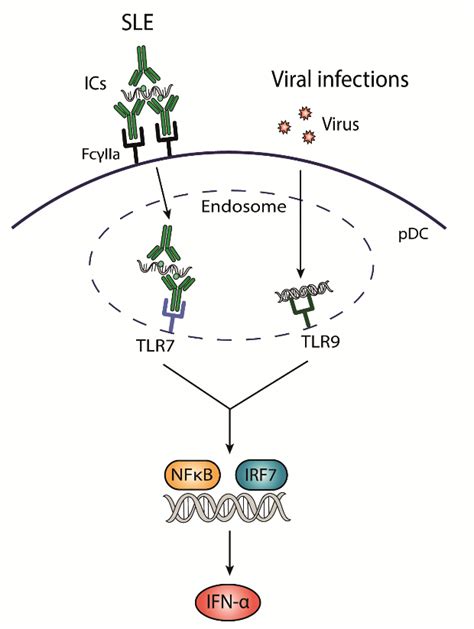 Interferon α Ifn α Production In Sle Immune Complexes Ics Bind To Download Scientific