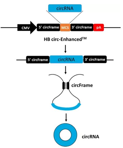 Circrna 研究方案及案例解析 企业动态 丁香通