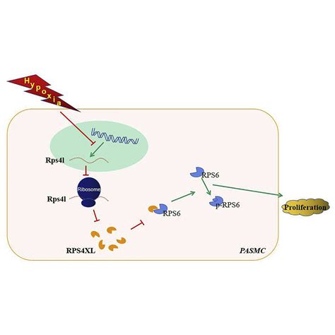 Lnc Rps4l Encoded Peptide RPS4XL Regulates RPS6 Phosphorylation And