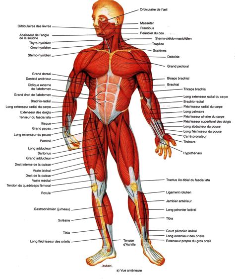 Anatomie Physiologie Blog Eric E