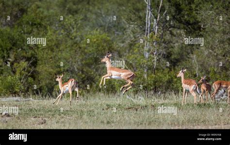 Antelope jumping hi-res stock photography and images - Alamy