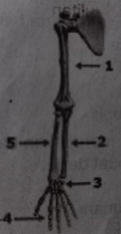 Detail Gambar Rangka Tangan Manusia Koleksi Nomer 18