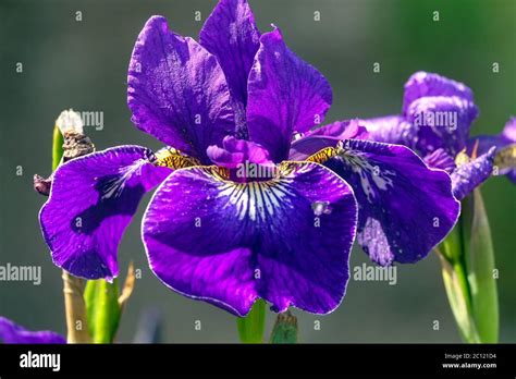 Close Up Siberian Iris Iris Sibirica Hi Res Stock Photography And