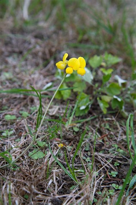 The Common Bird S Foot Trefoil Stock Image Image Of Flora Bloom