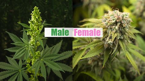 How To Tell Male From Female Weed Plants Plant Ideas