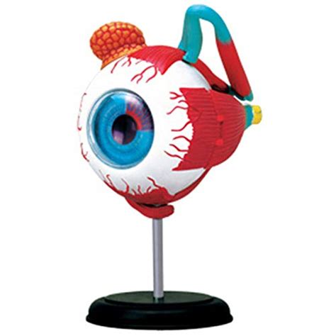 Como Hacer Una Maqueta De Un Ojo Humano Consejos Ojos