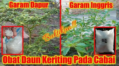 Cara Mengobati Penyakit Daun Keriting Tanaman Cabai Full HD YouTube