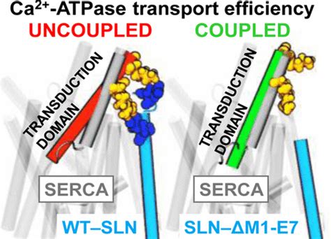 Sarcolipin Promotes Uncoupling Of The Serca Ca Pump By Inducing A