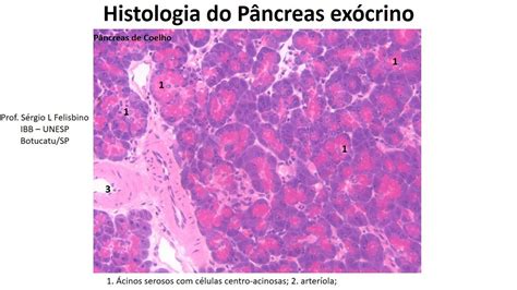 Aula Histologia Do Pâncreas Exócrino Youtube