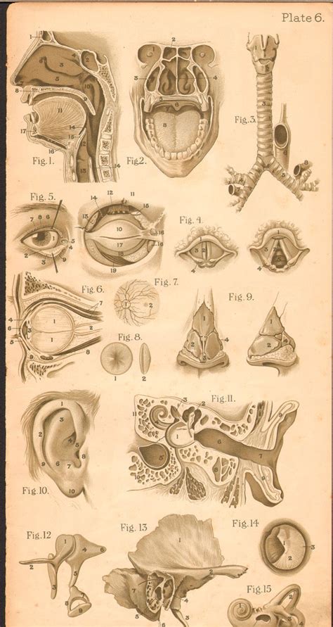 Vintage Medical Anatomy Illustration Medical Anatomy Medical