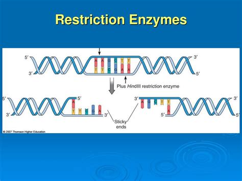 Ppt Dna Technology And Genomics Powerpoint Presentation Free