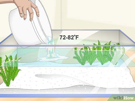 3 Ways to Care for a Pearl Gourami - wikiHow