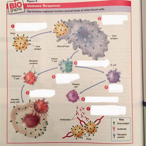 Immune Response Part 2 Process Diagram Quizlet