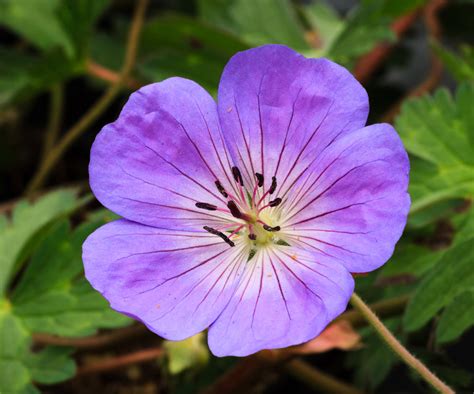 Best Hardy Geranium Varieties 15 Classic Cranesbills