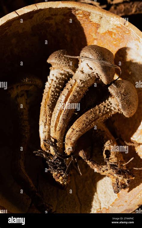 Pholiota Terrestris Hi Res Stock Photography And Images Alamy