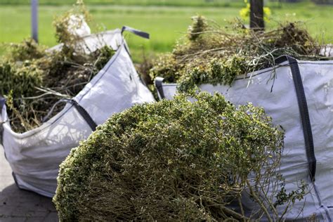 Helpful Shrub Removal Tips Ltrc Tree Specialists