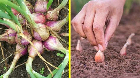 Cara Menanam Bawang Merah Yang Baik Dan Benar Bikin Untung Petani Artofit