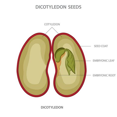 Dicotyledon, Plants with two cotyledons, net veined leaves, and floral ...