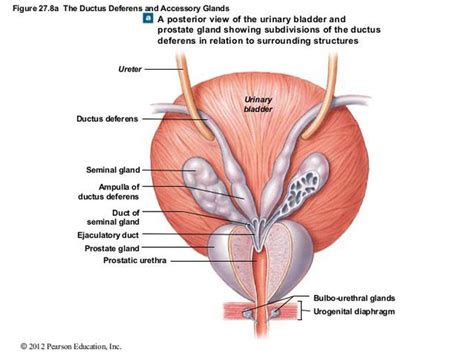 Posterior View Of The Urinary Bladder Prostate Gland And Other The Best Porn Website