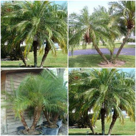 Buy Robellini Live Palms Phoenix Roebelenii Pygmy Date Palm Rooted