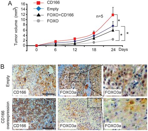 Cd Plays A Pro Carcinogenic Role In Liver Cancer Cells Via