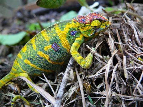 The Most Colorful Chameleons Pictolic